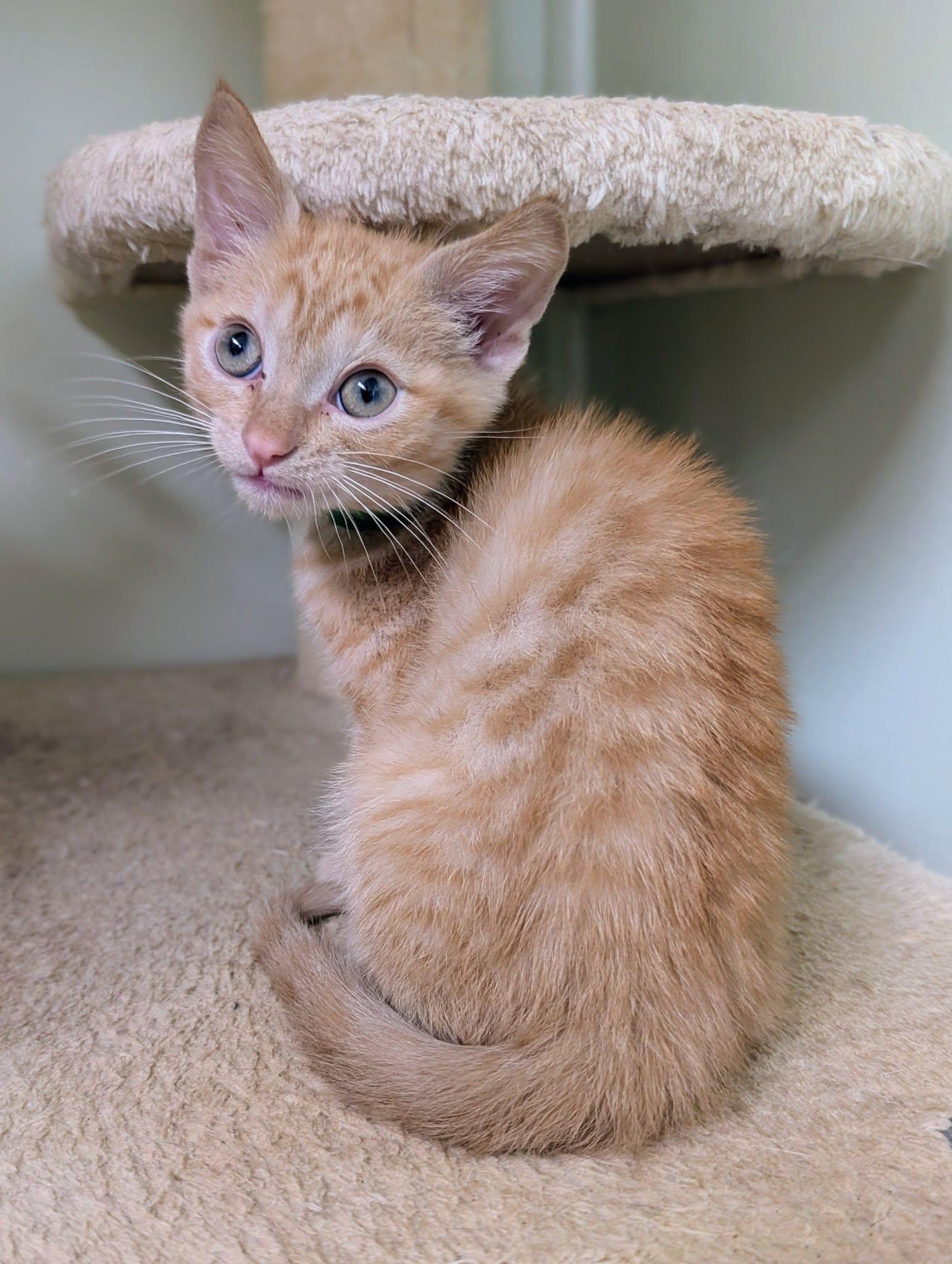 Enlarge Rigatoni, an adopted Domestic Short Hair in Newburgh, IN image 1/1