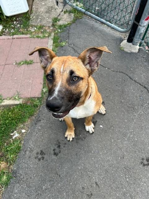 Bosco, Adoptable, Young Male Shepherd.