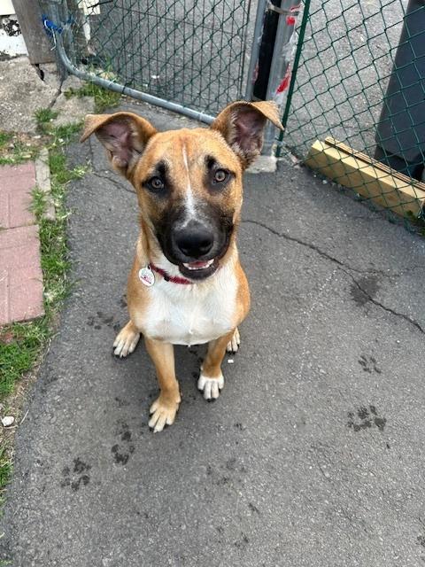Enlarge Bosco, a Adoptable mixed breed in Scranton, PA image 2/3
