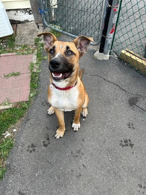 Enlarge Bosco, a Adoptable mixed breed in Scranton, PA image 3/3