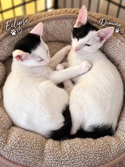 Enlarge Eclipse, a Adoptable mixed breed in New York, NY image 2/5