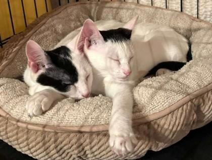 Enlarge Eclipse, a Adoptable mixed breed in New York, NY image 5/5
