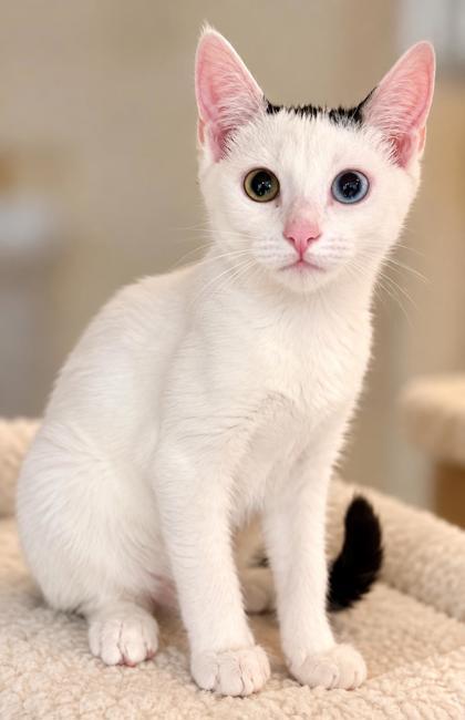 Enlarge Eclipse, a Adoptable mixed breed in New York, NY image 1/5
