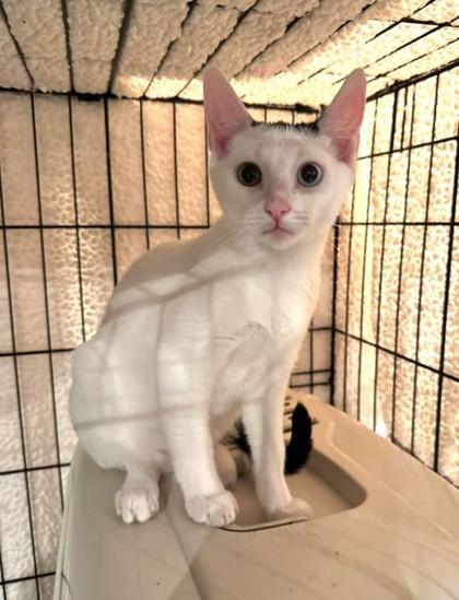 Enlarge Eclipse, a Adoptable mixed breed in New York, NY image 4/5