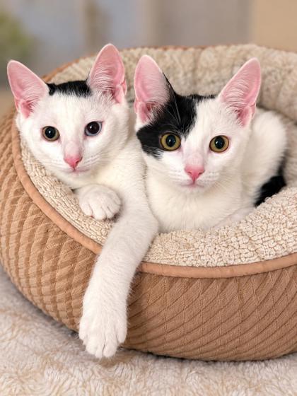 Enlarge Eclipse, a Adoptable mixed breed in New York, NY image 3/5