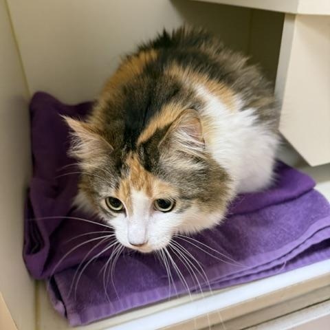 Enlarge Feisty, a ADOPTABLE Domestic Long Hair in Mauston, WI image 1/1