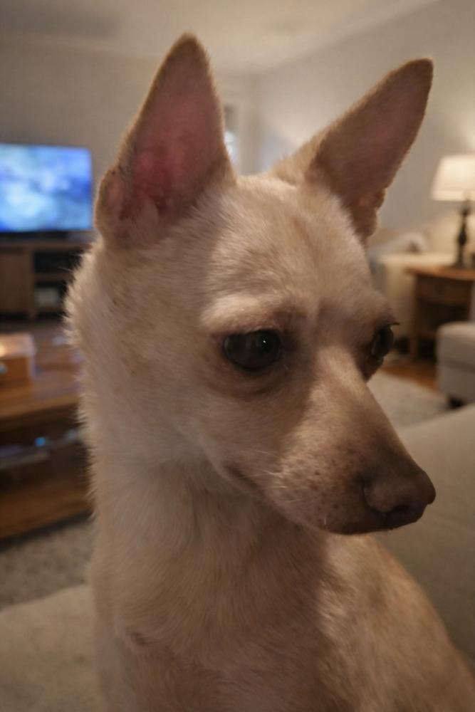 Surri, Adoptable, Young Female Chihuahua.