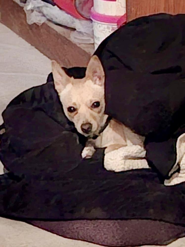 Surri, a Adoptable mixed breed in Escondido, CA image 3/3