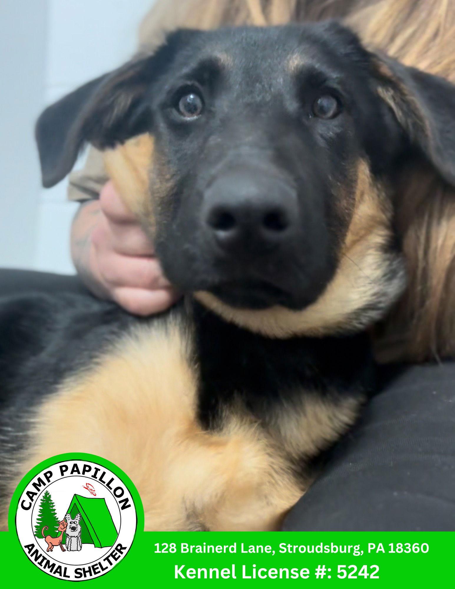 Bo Peep, Adopted, Young Female German Shepherd Dog.