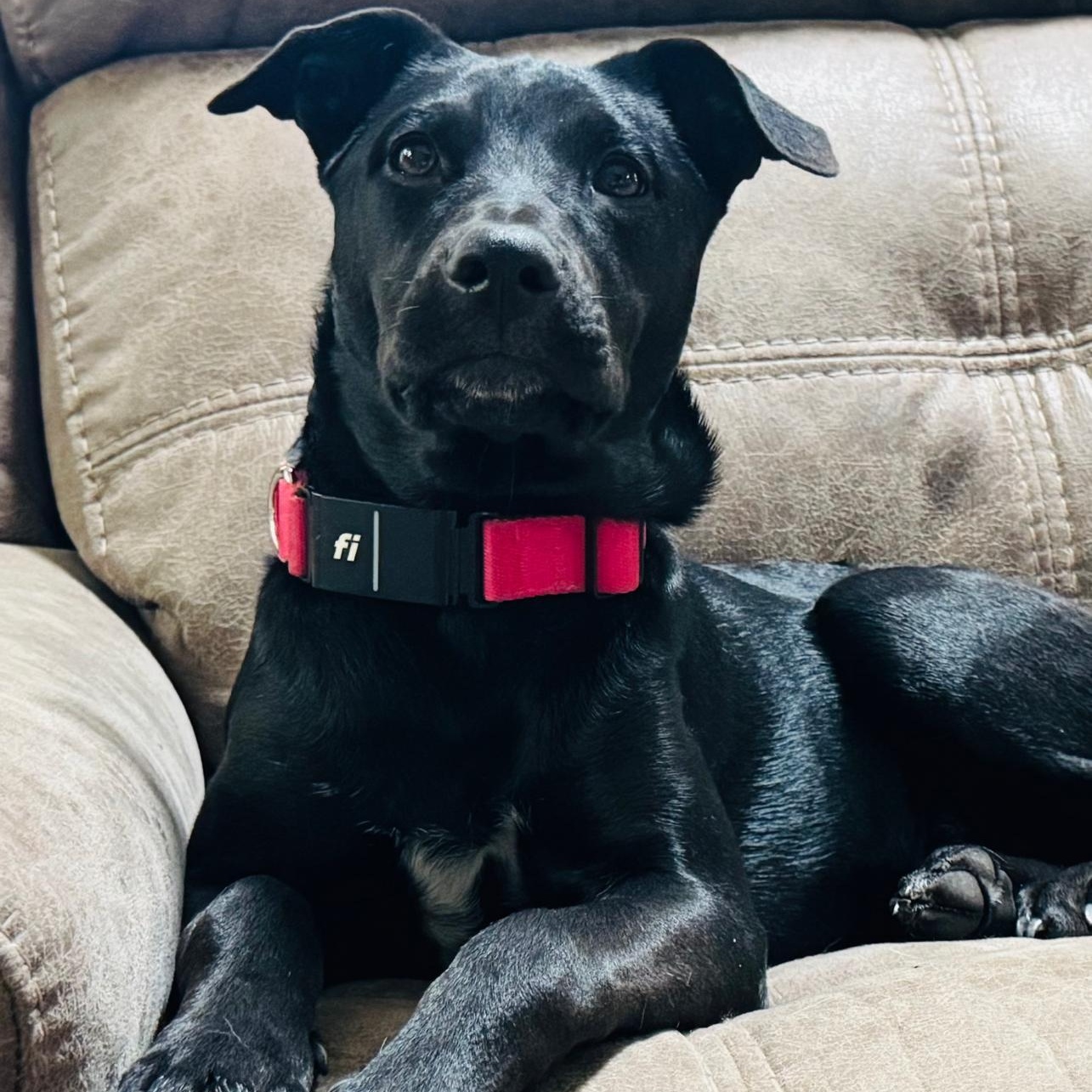 Enlarge Panky, a Adoptable mixed breed in Baltimore, MD image 6/6