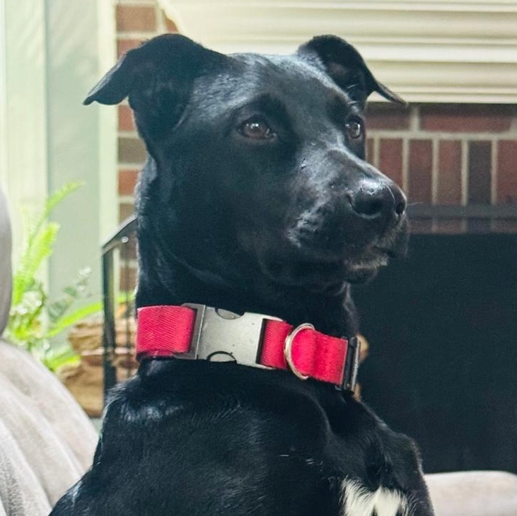 Enlarge Panky, a Adoptable mixed breed in Baltimore, MD image 2/6