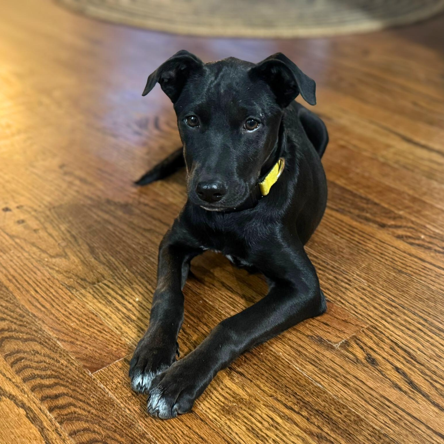 Enlarge Panky, a Adoptable mixed breed in Baltimore, MD image 4/6