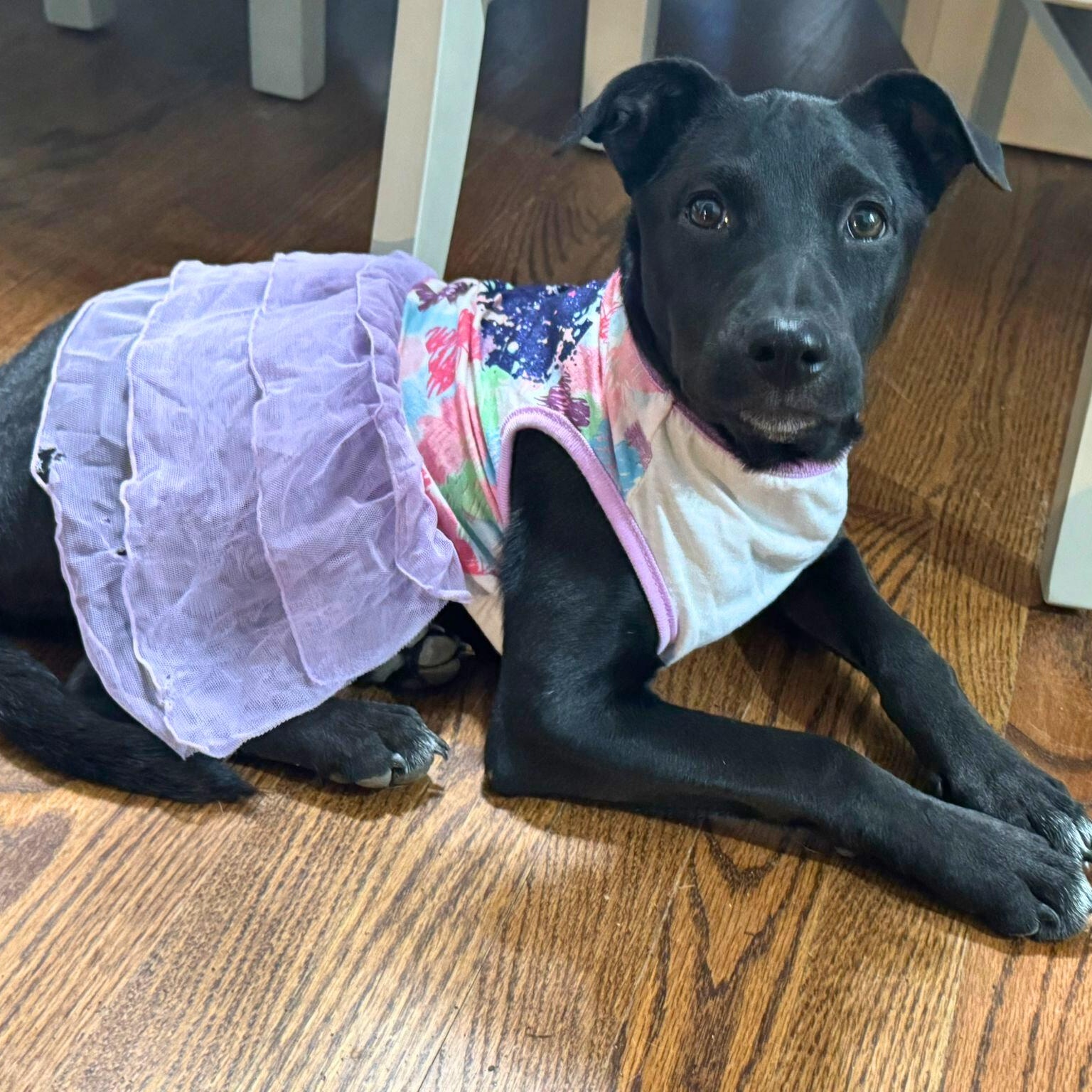 Enlarge Panky, a Adoptable mixed breed in Baltimore, MD image 3/6