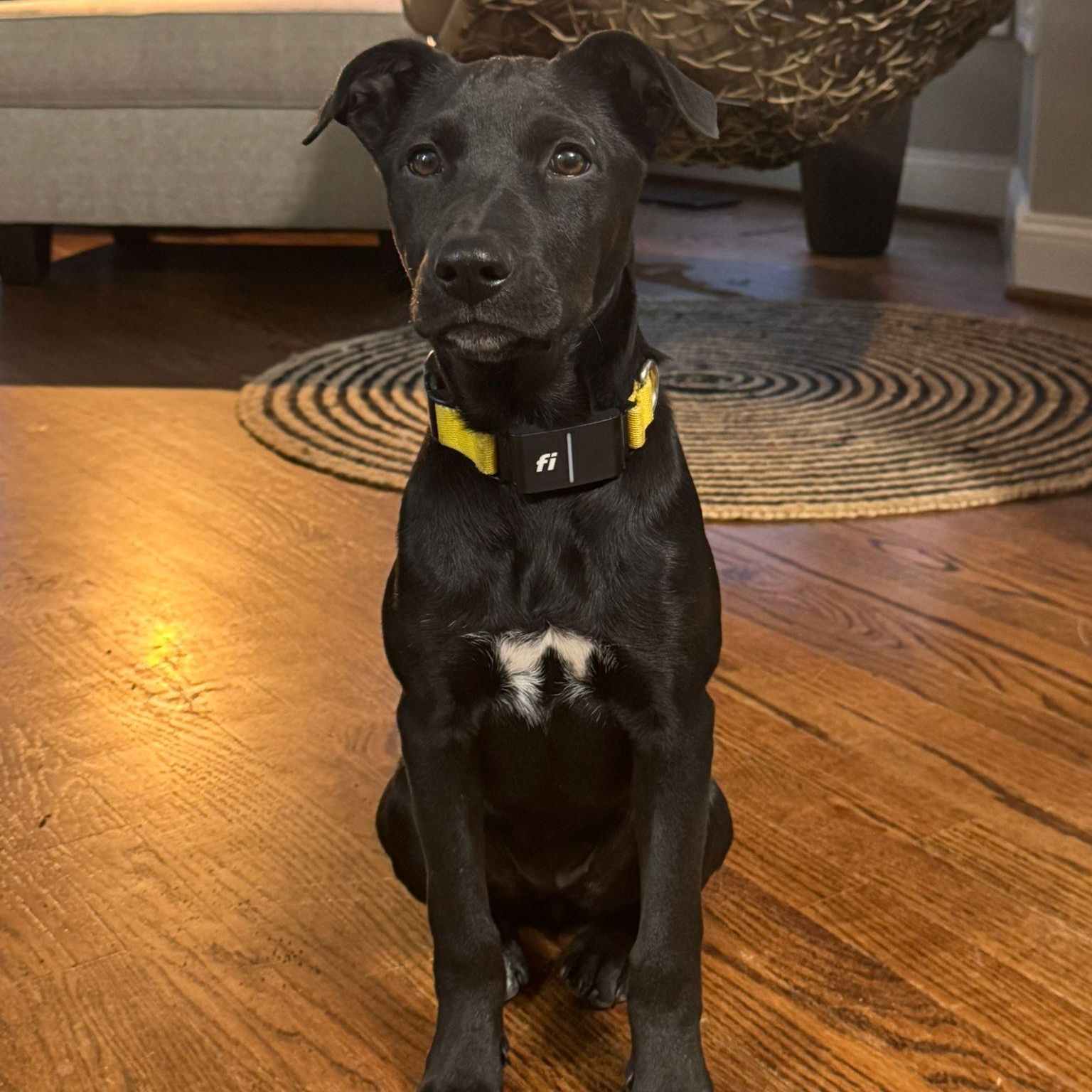 Enlarge Panky, a Adoptable mixed breed in Baltimore, MD image 5/6