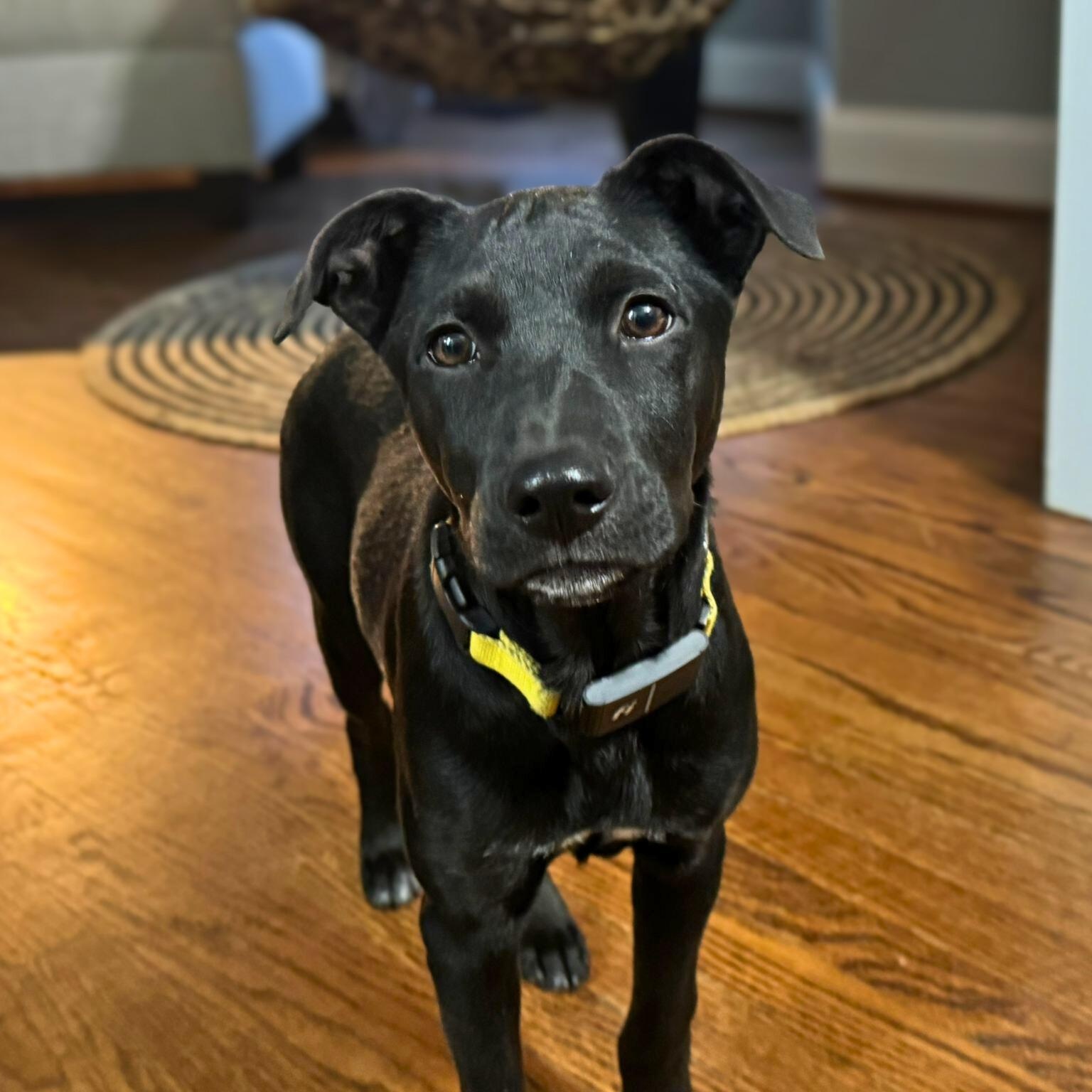 Enlarge Panky, a Adoptable mixed breed in Baltimore, MD image 1/6