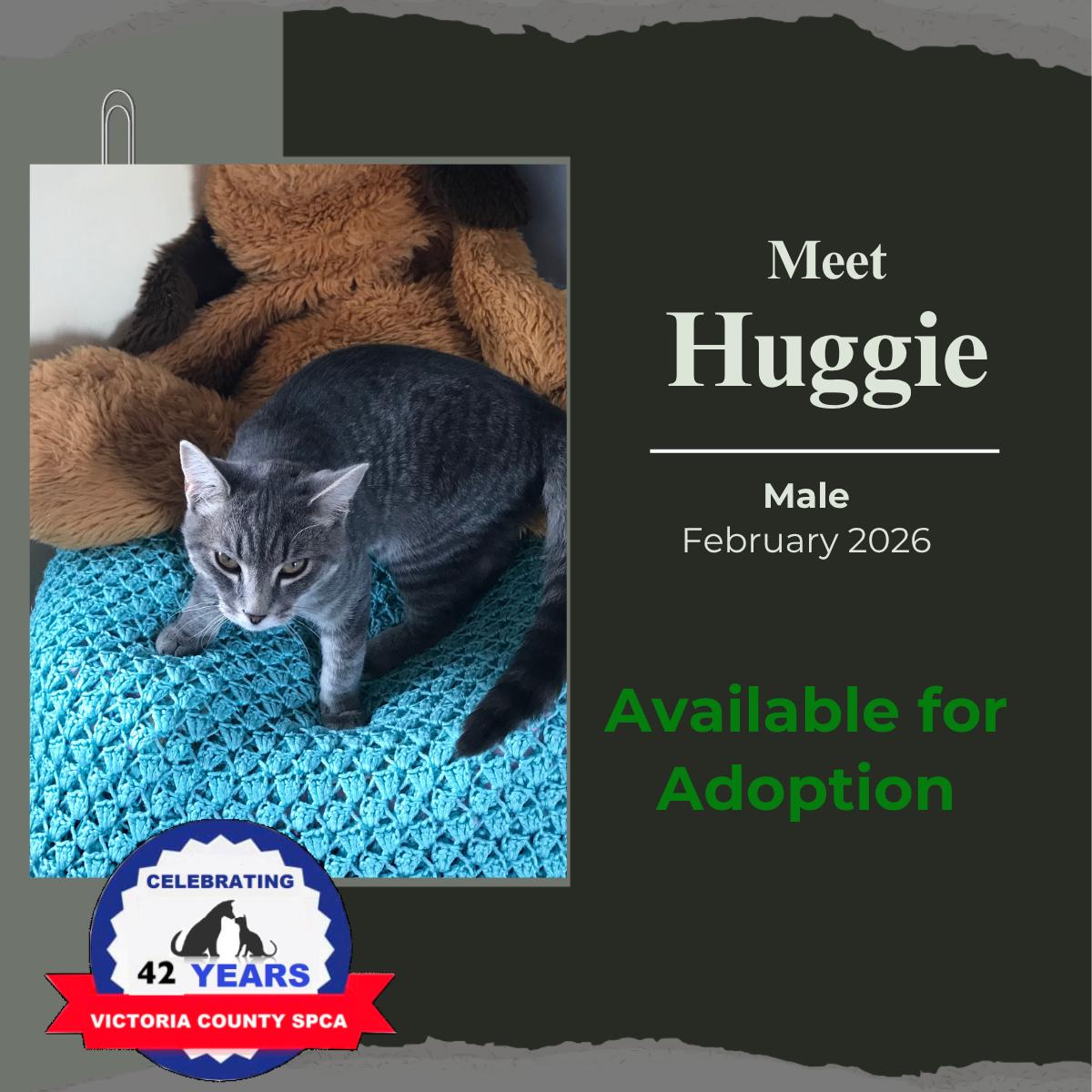 Huggie, Adoptable, Young Male Domestic Short Hair.