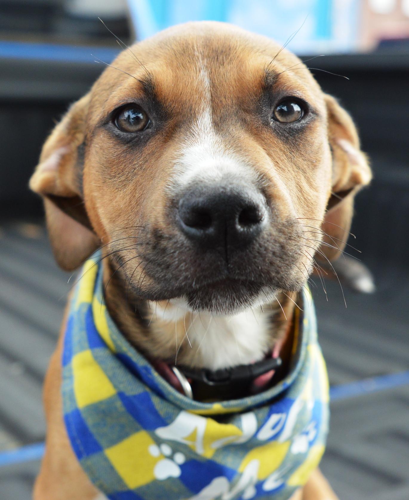Enlarge Lucky Buck, a ADOPTABLE mixed breed in Hot Springs, AR image 1/6