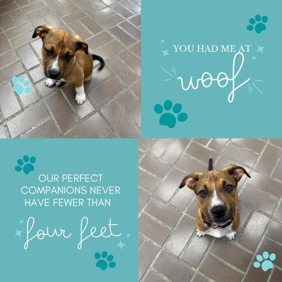 Enlarge Lucky Buck, a ADOPTABLE mixed breed in Hot Springs, AR image 5/6