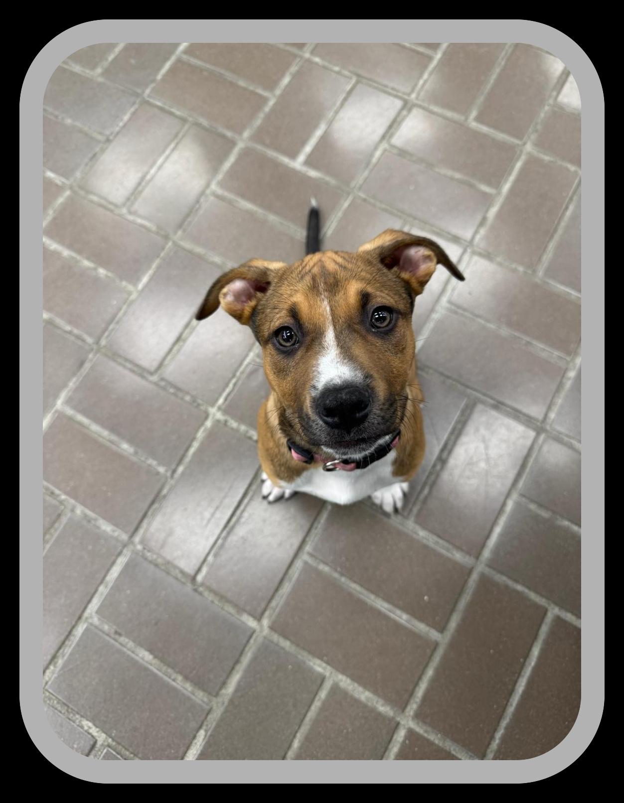 Enlarge Lucky Buck, a ADOPTABLE mixed breed in Hot Springs, AR image 2/6