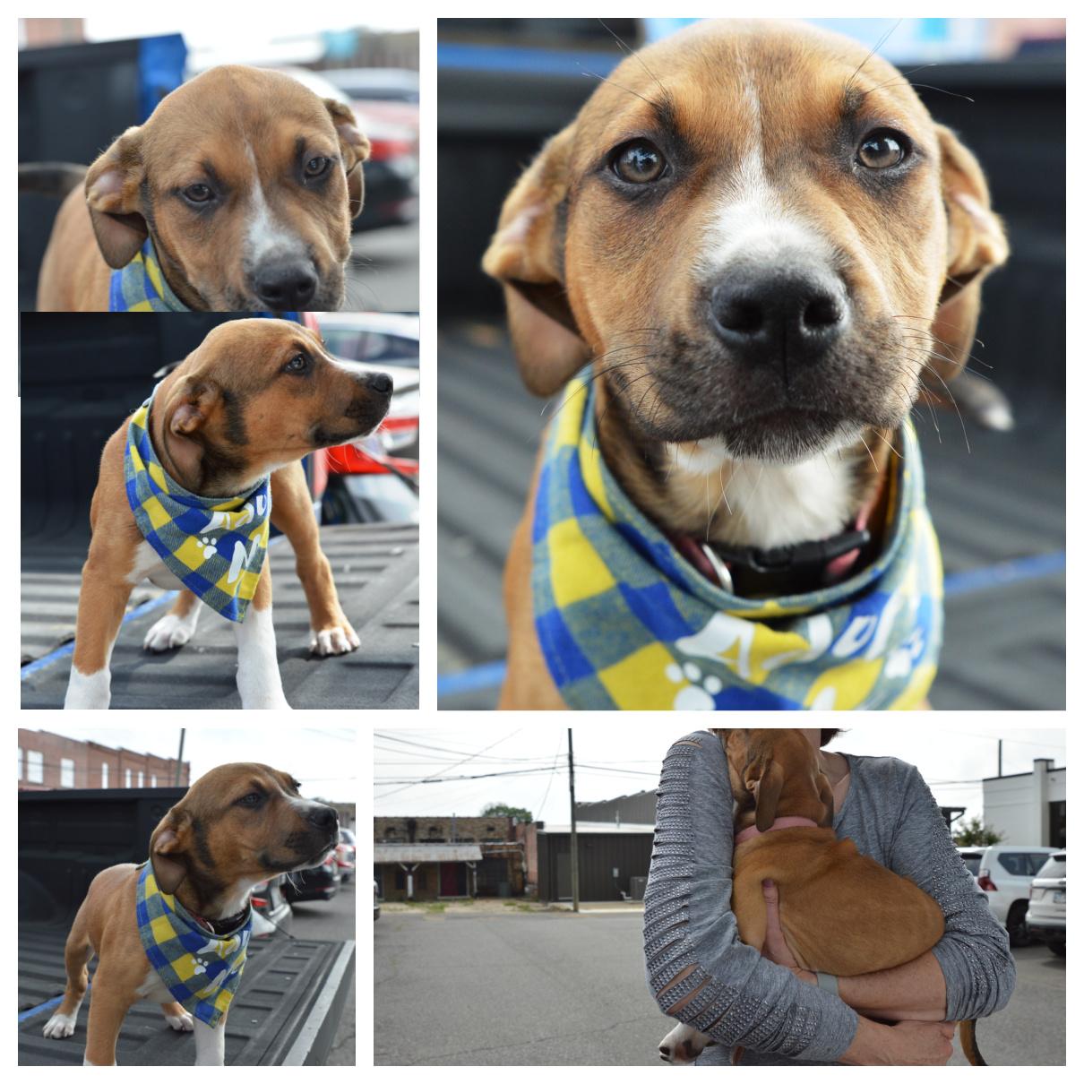 Enlarge Lucky Buck, a ADOPTABLE mixed breed in Hot Springs, AR image 4/6