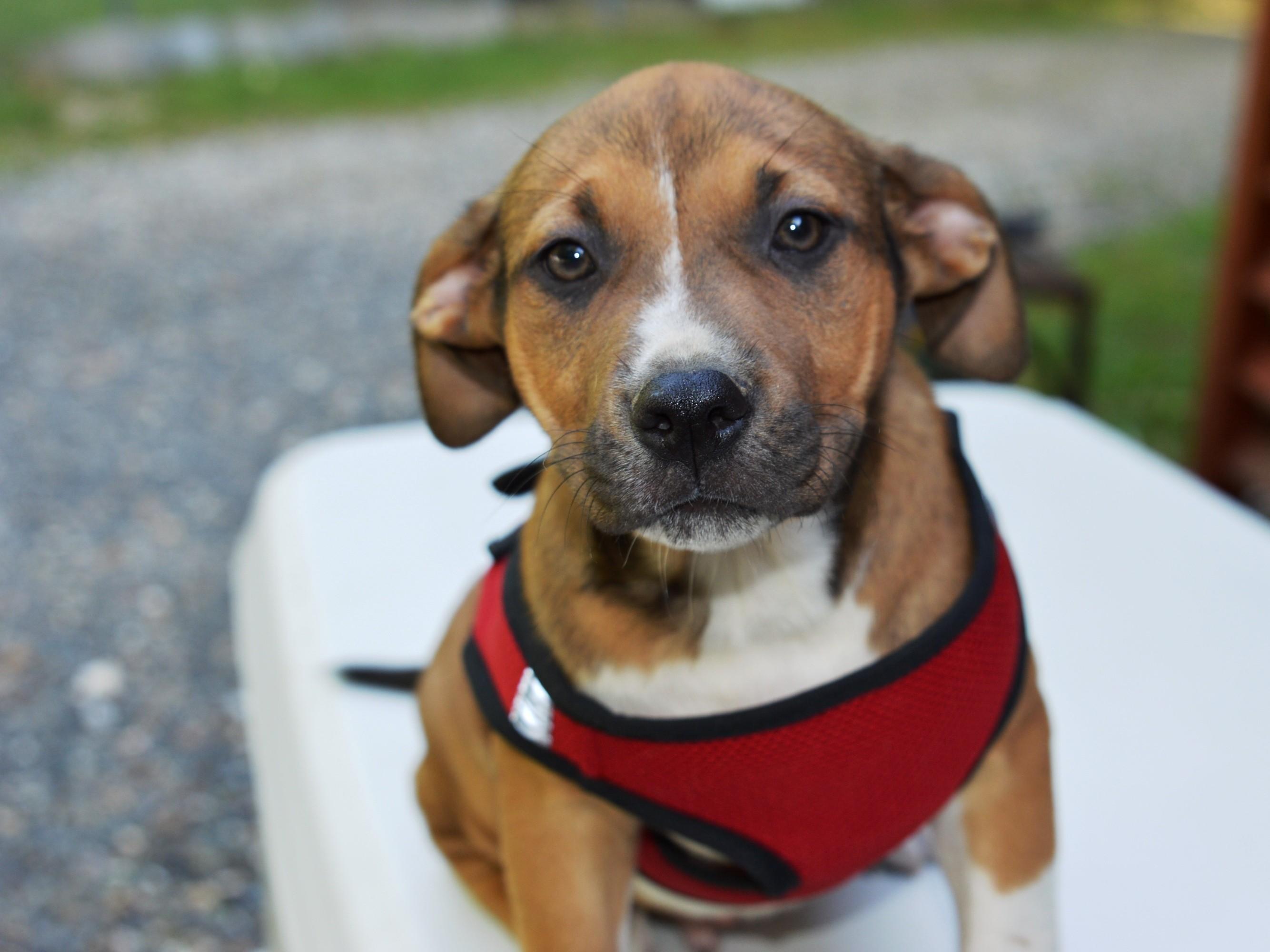 Enlarge Lucky Buck, a ADOPTABLE mixed breed in Hot Springs, AR image 3/6