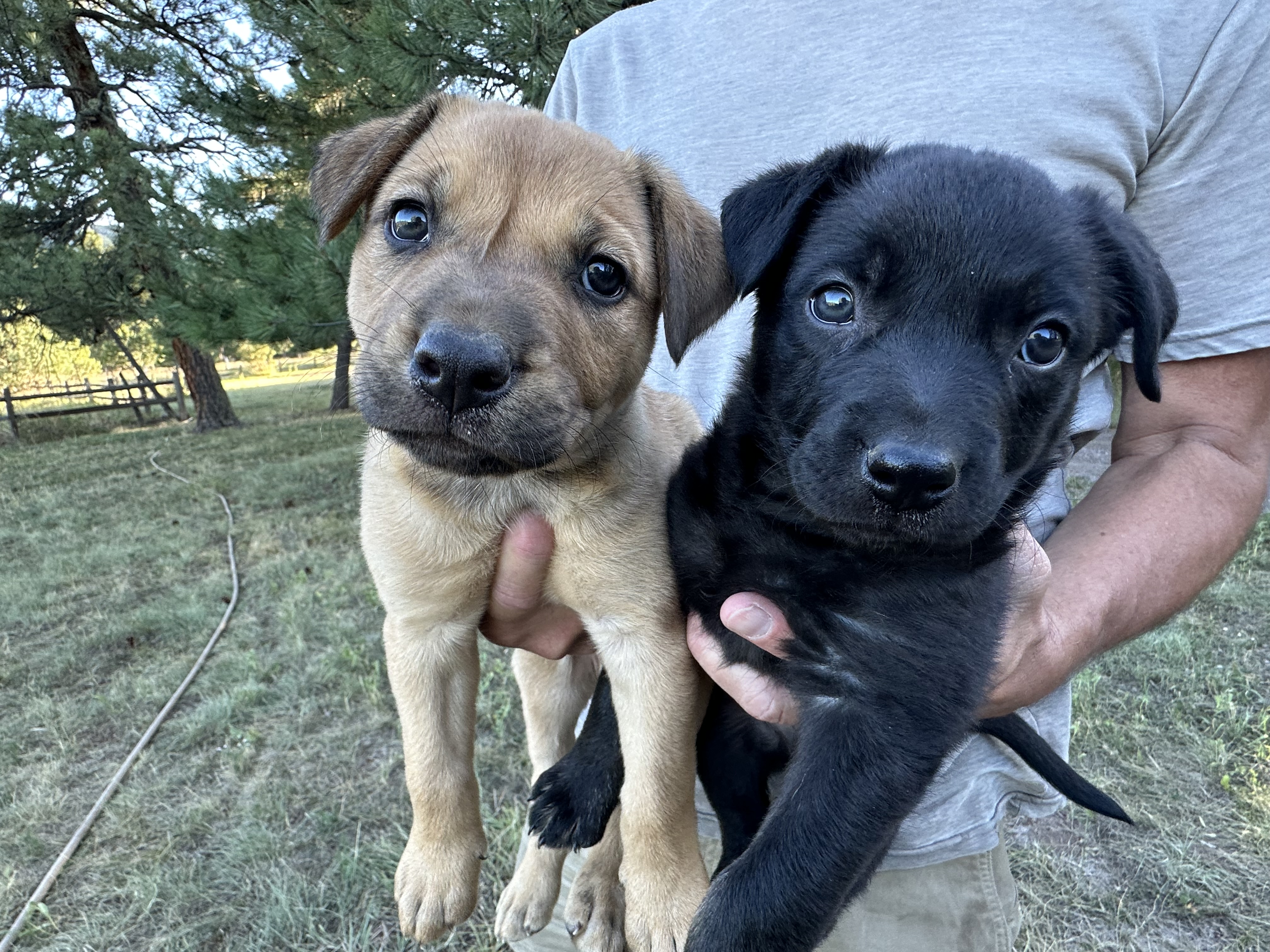 Denver ( brown puppy) Dallas black pup is brother, Adopted, Puppy Male Boxer.