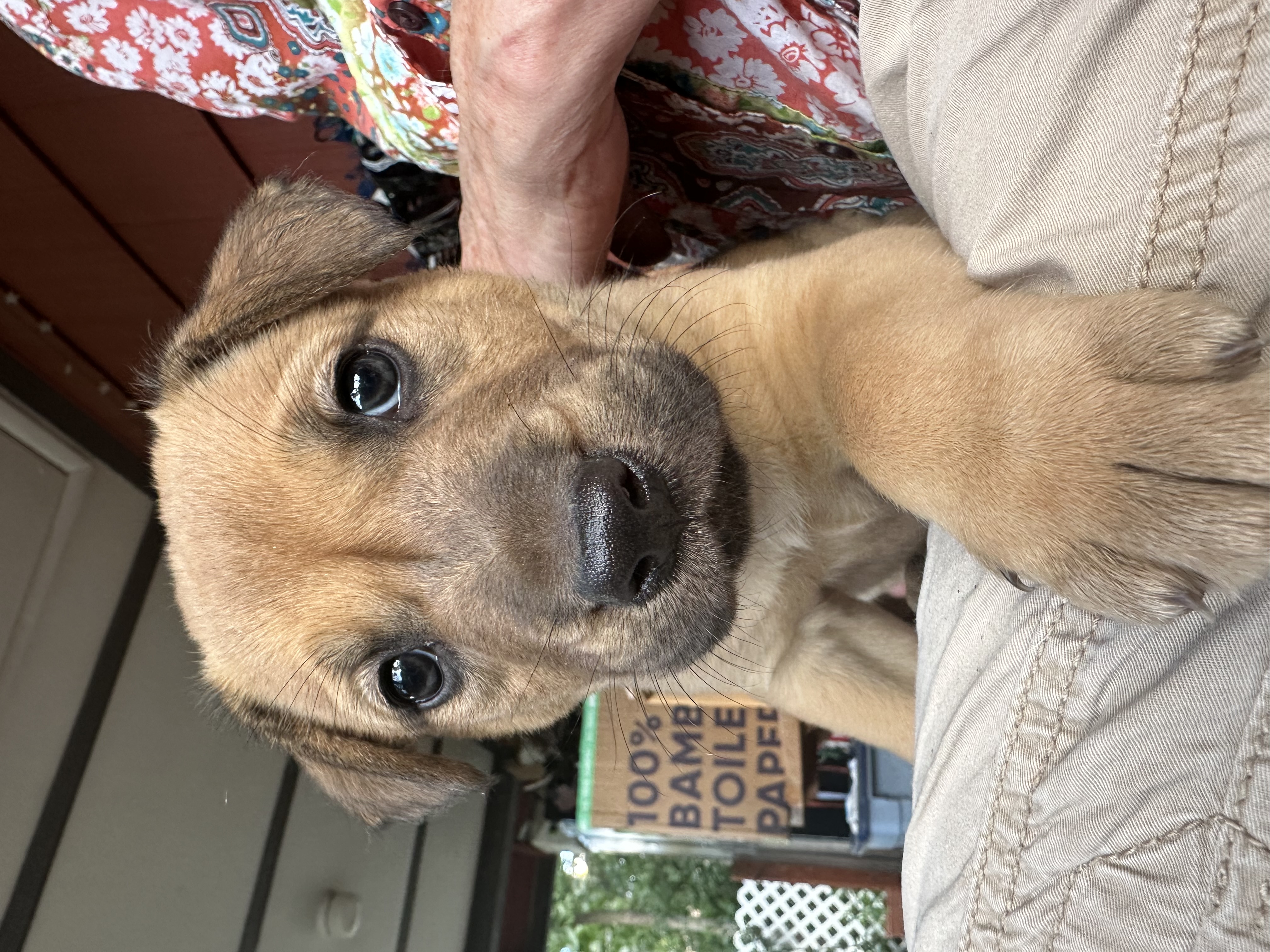 Denver ( brown puppy) Dallas black pup is brother, a Adopted mixed breed in Pueblo, CO image 2/2