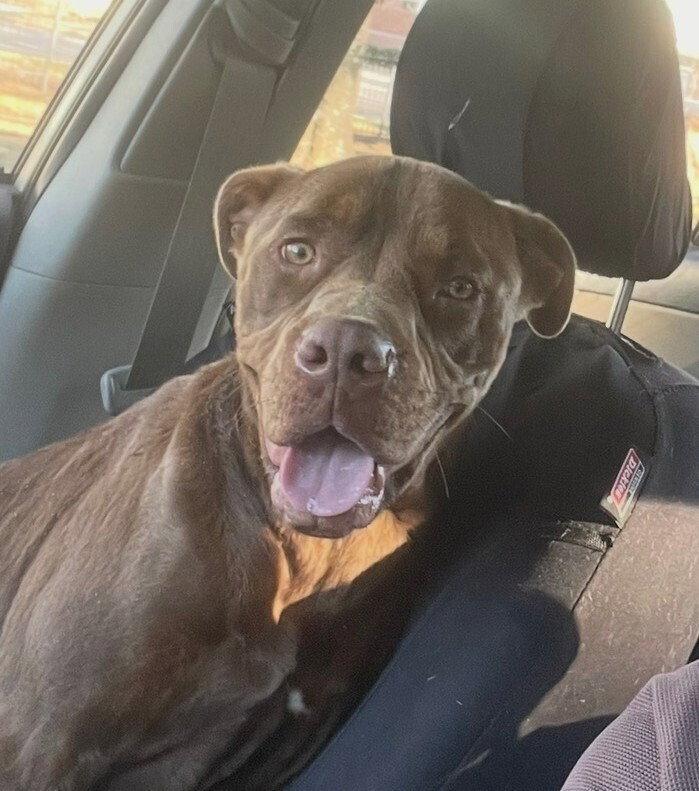 zz Buddy, Adoptable, Adult Male Labrador Retriever.