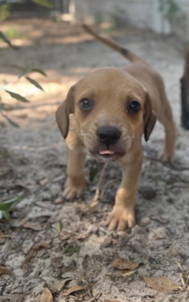 Arlo, Adopted, Young Male Chihuahua & Mixed Breed.