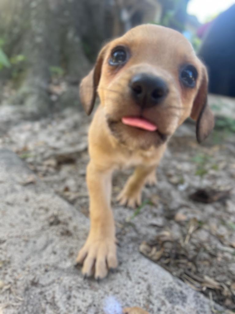 Enlarge Arlo, a Adopted mixed breed in Waynesville, GA image 2/2