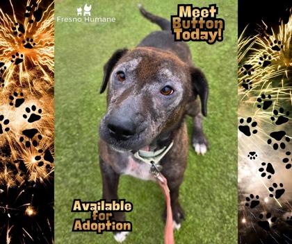 Button, Adoptable, Adult Female Mixed Breed & Mixed Breed.