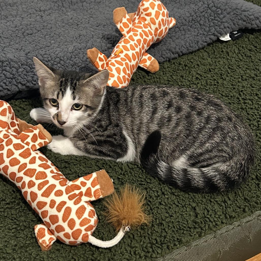 Ringo Starr, Adoptable, Kitten Male Domestic Short Hair.