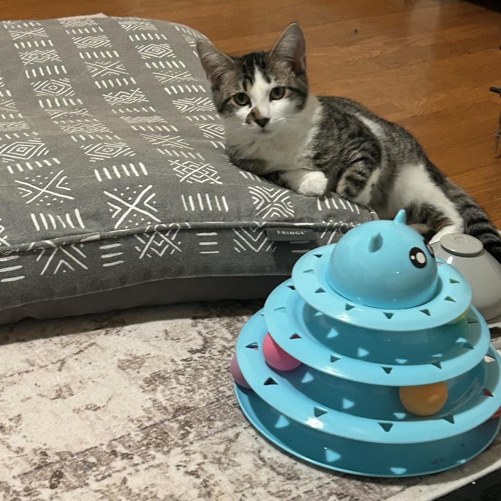 Enlarge Ringo Starr, a Adoptable Domestic Short Hair in St. Louis, MO image 2/6