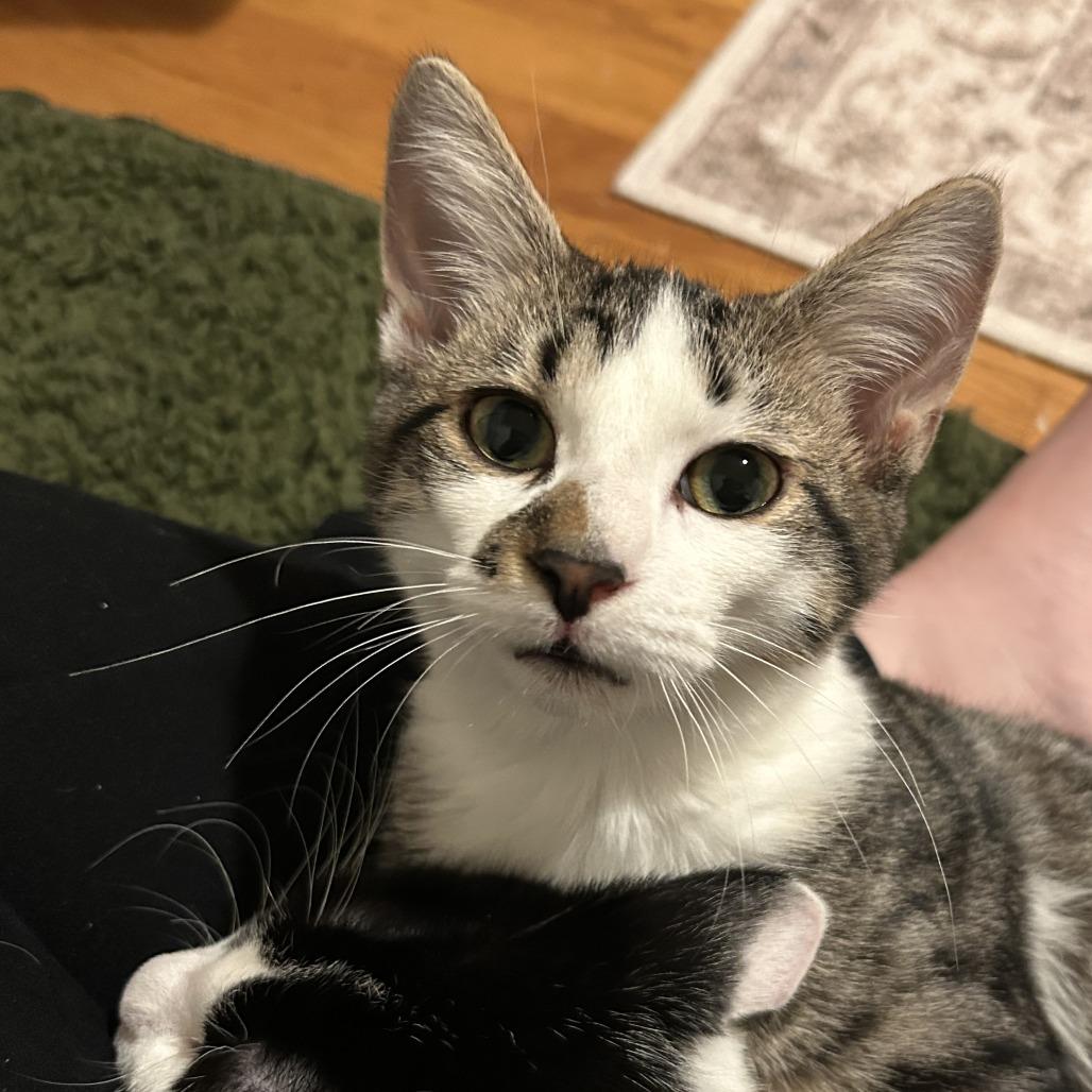 Enlarge Ringo Starr, a Adoptable Domestic Short Hair in St. Louis, MO image 3/6