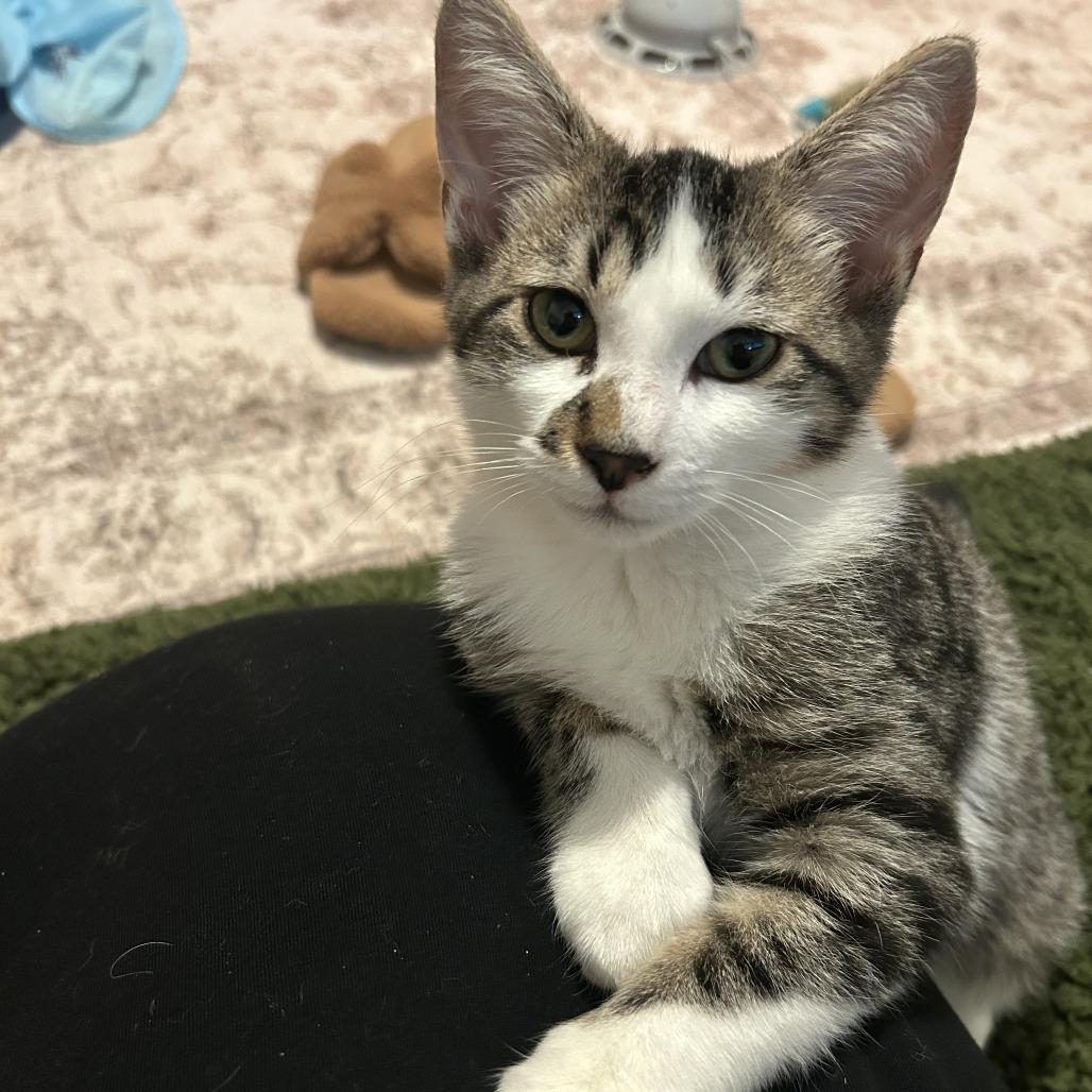Enlarge Ringo Starr, a Adoptable Domestic Short Hair in St. Louis, MO image 4/6