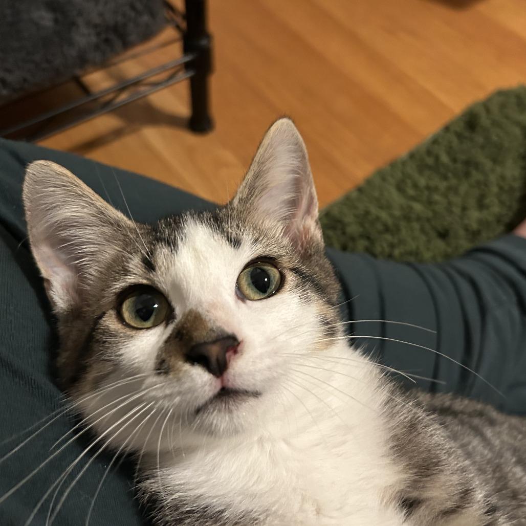 Enlarge Ringo Starr, a Adoptable Domestic Short Hair in St. Louis, MO image 5/6