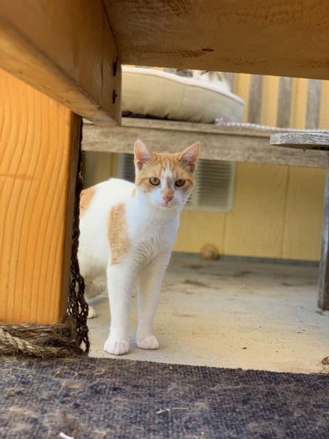 Enlarge Dante, a Adoptable Domestic Short Hair in Escondido, CA image 2/3