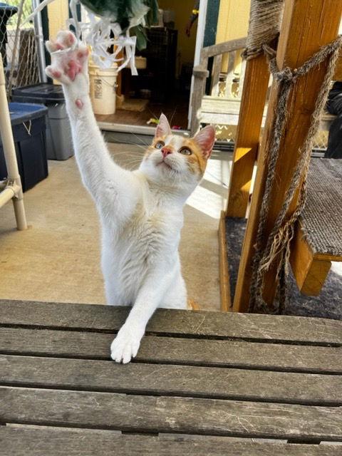 Enlarge Dante, a Adoptable Domestic Short Hair in Escondido, CA image 3/3