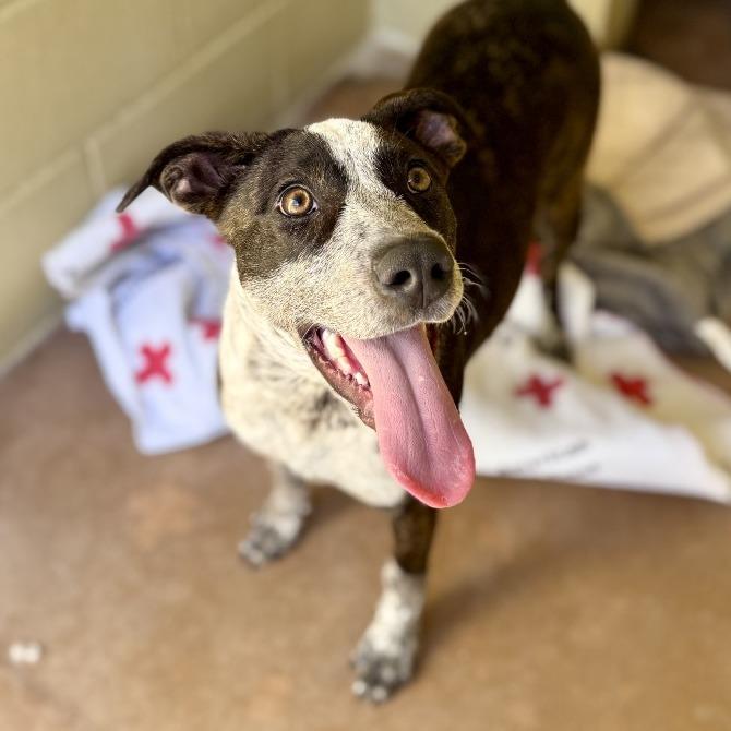 Enlarge GEORGIA, a Adoptable mixed breed in Kyle, TX image 1/6