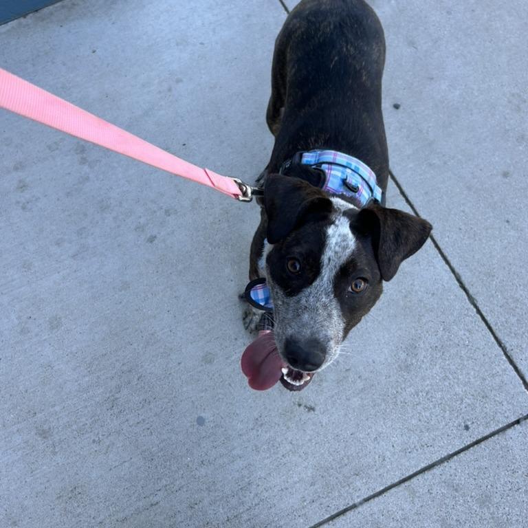 Enlarge GEORGIA, a Adoptable mixed breed in Kyle, TX image 2/6