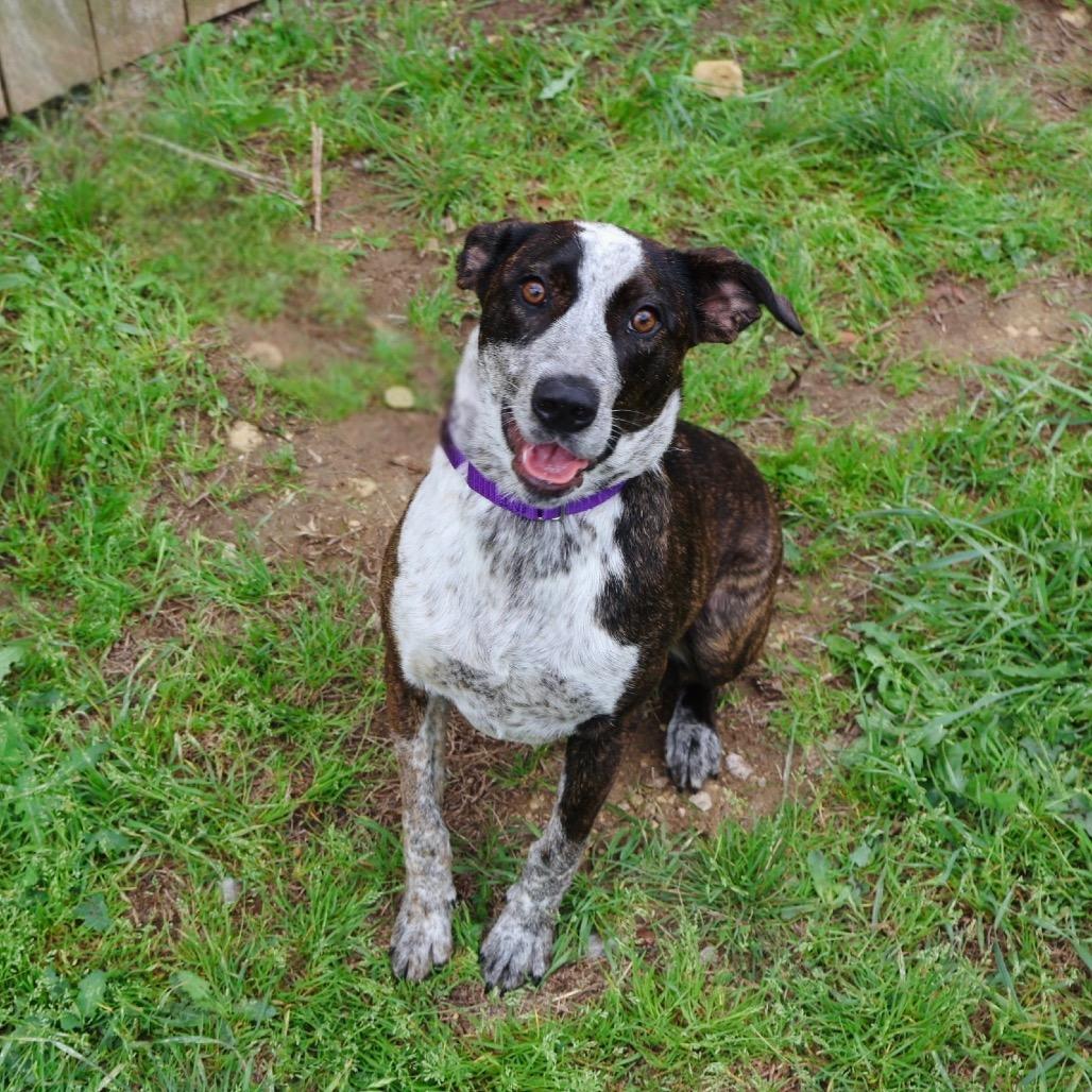 Enlarge GEORGIA, a Adoptable mixed breed in Kyle, TX image 3/6