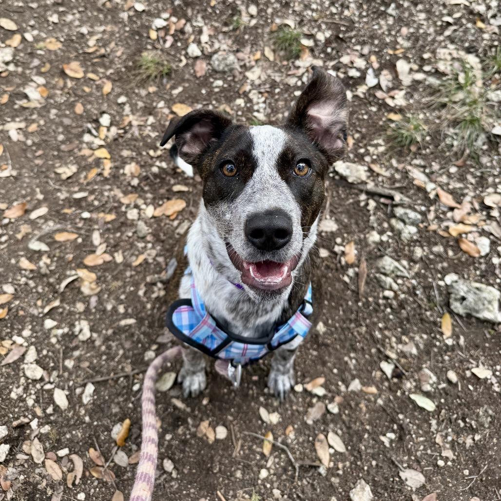 Enlarge GEORGIA, a Adoptable mixed breed in Kyle, TX image 4/6