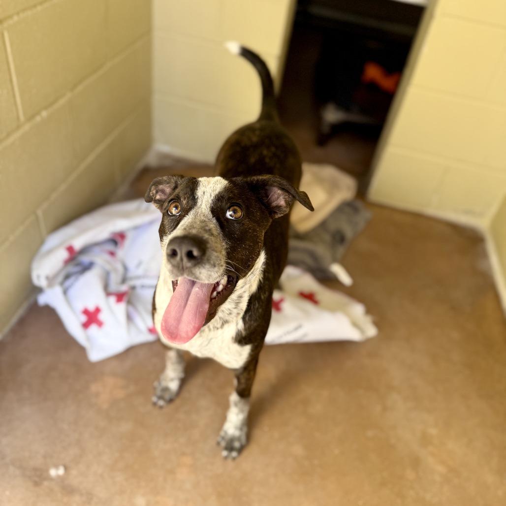 Enlarge GEORGIA, a Adoptable mixed breed in Kyle, TX image 5/6