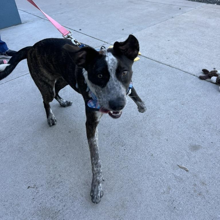 Enlarge GEORGIA, a Adoptable mixed breed in Kyle, TX image 6/6
