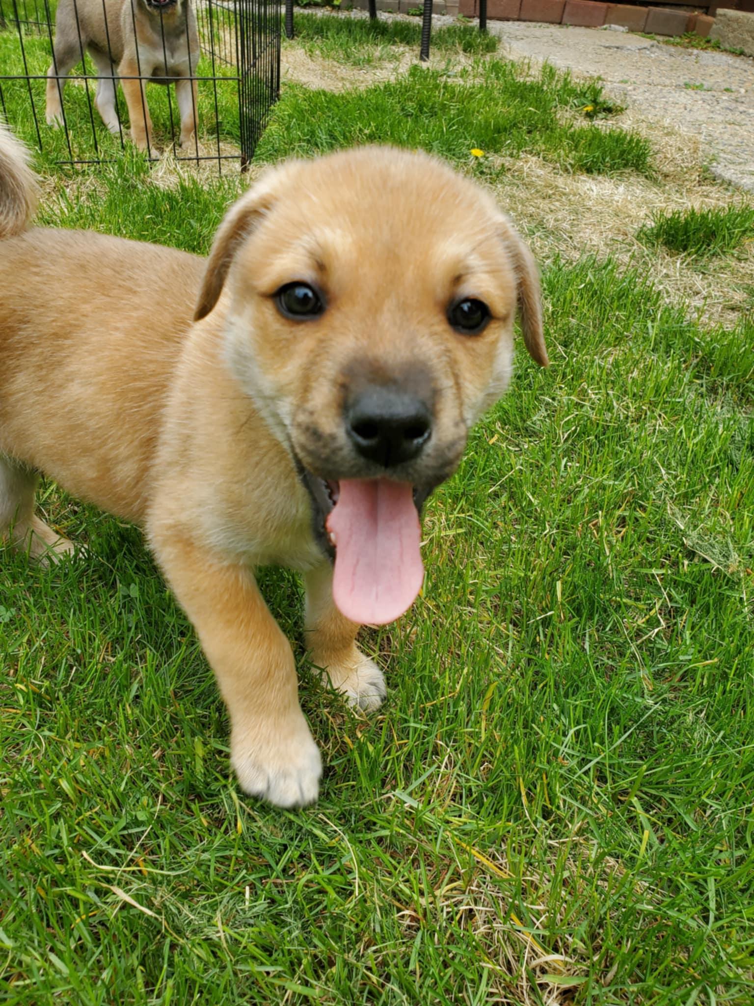 Enlarge Fisher, a ADOPTABLE mixed breed in Saskatoon, SK image 4/6