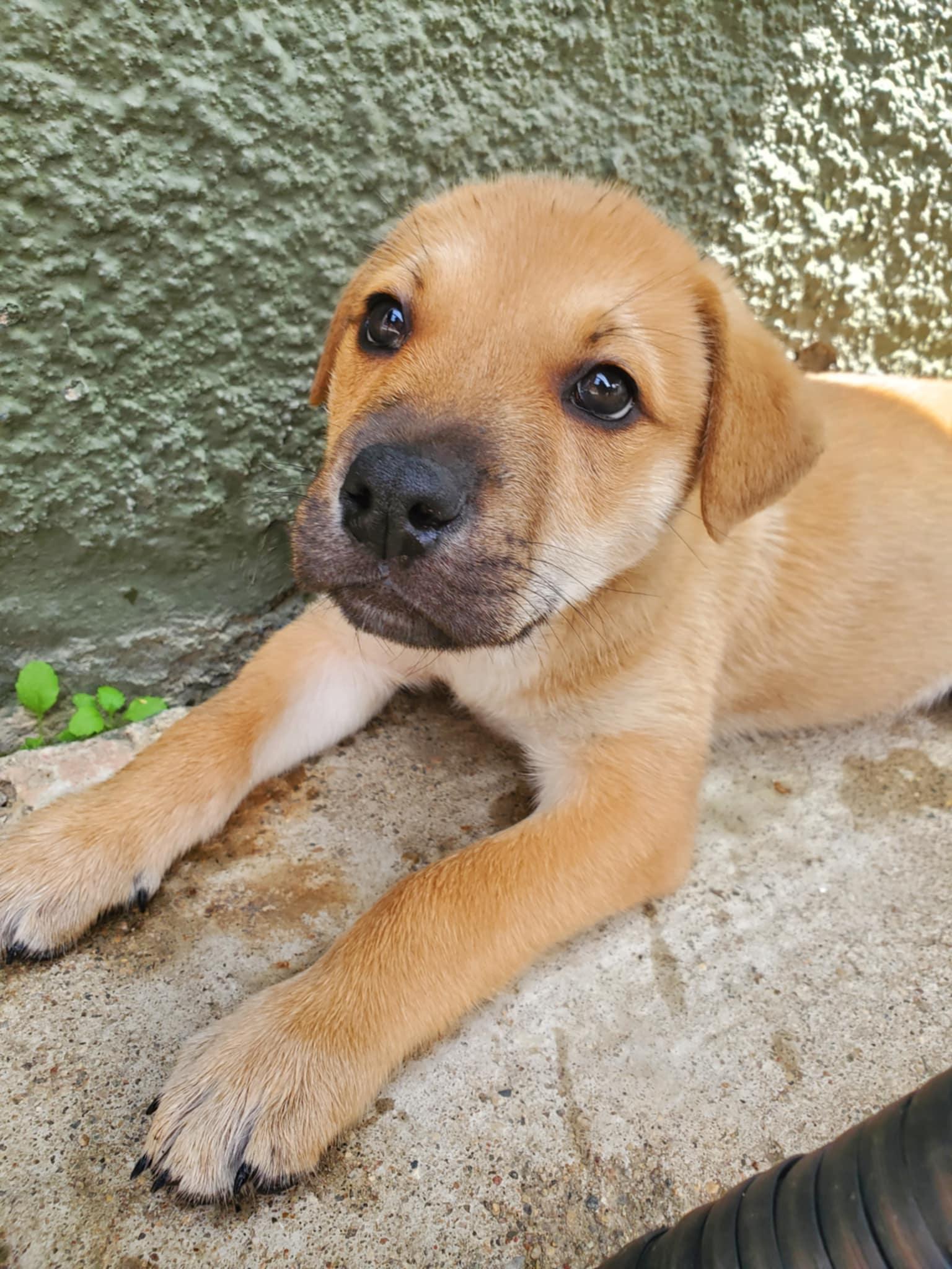 Enlarge Fisher, a ADOPTABLE mixed breed in Saskatoon, SK image 5/6