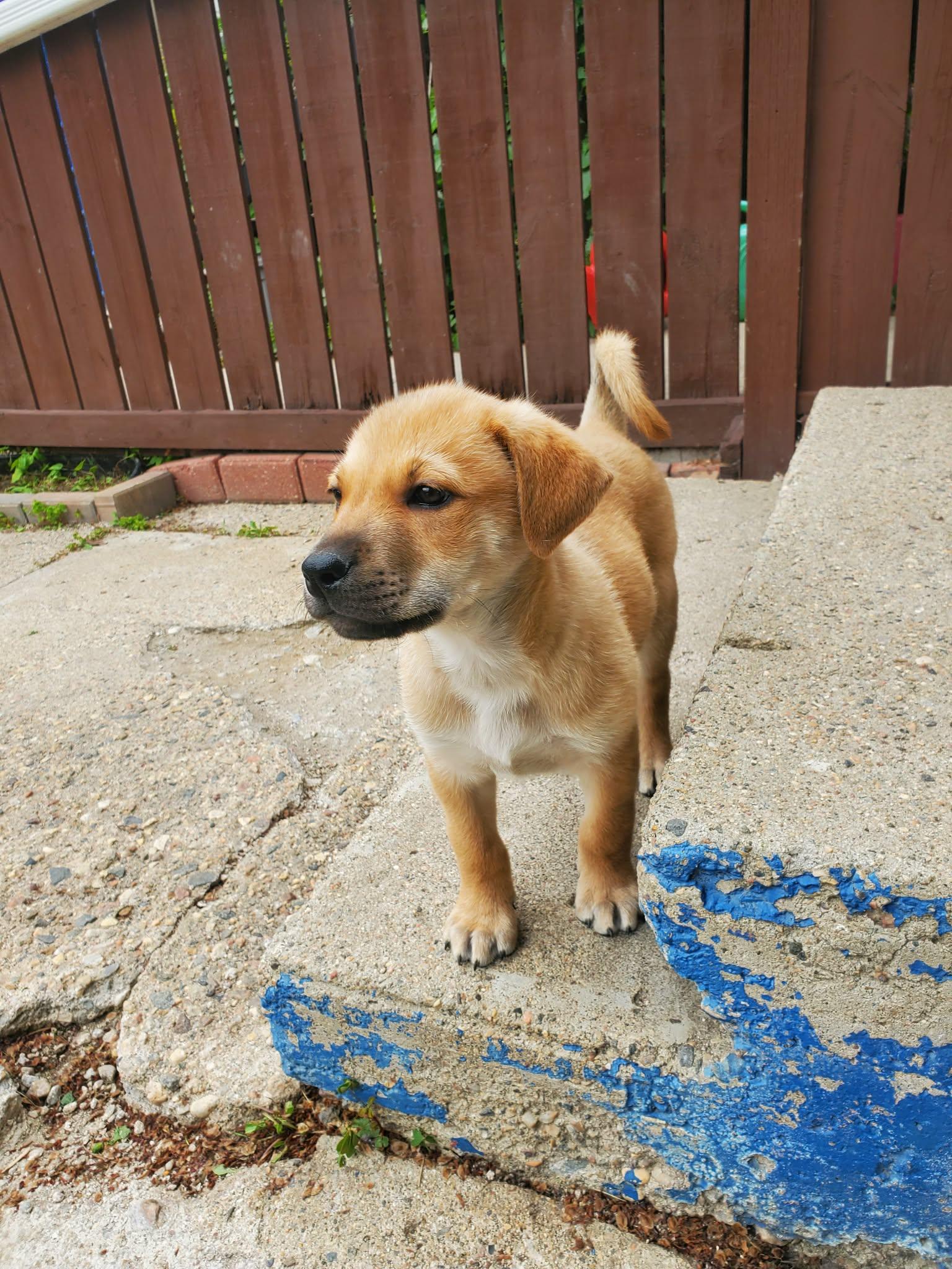 Enlarge Fisher, a ADOPTABLE mixed breed in Saskatoon, SK image 6/6