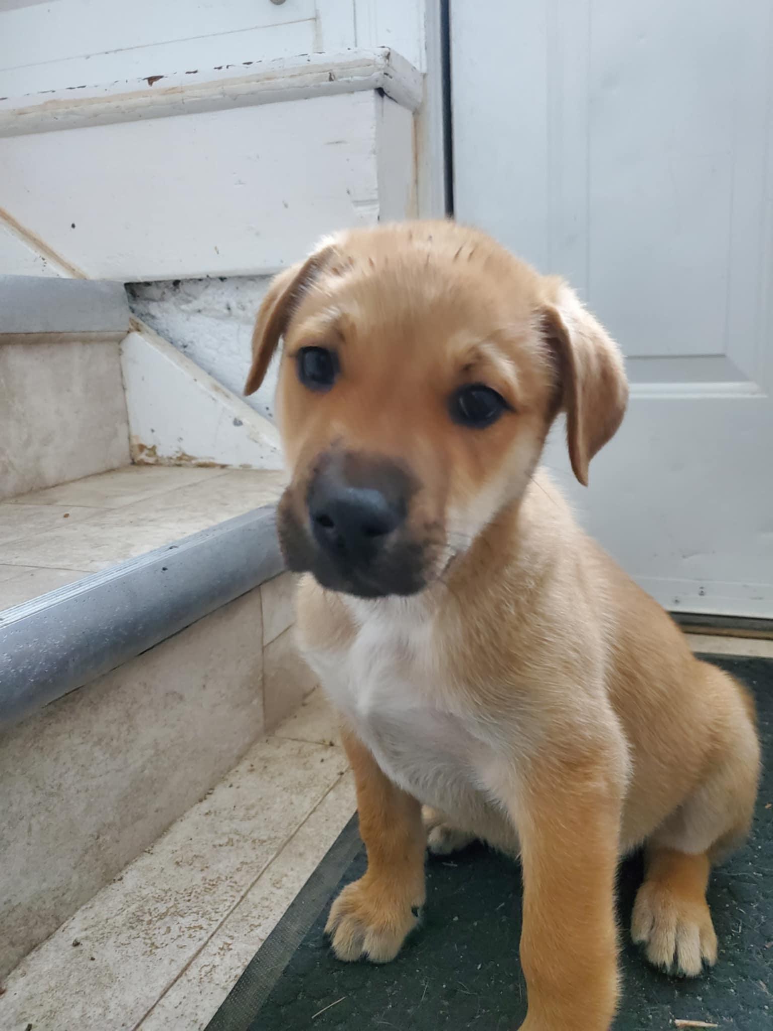 Enlarge Fisher, a ADOPTABLE mixed breed in Saskatoon, SK image 2/6