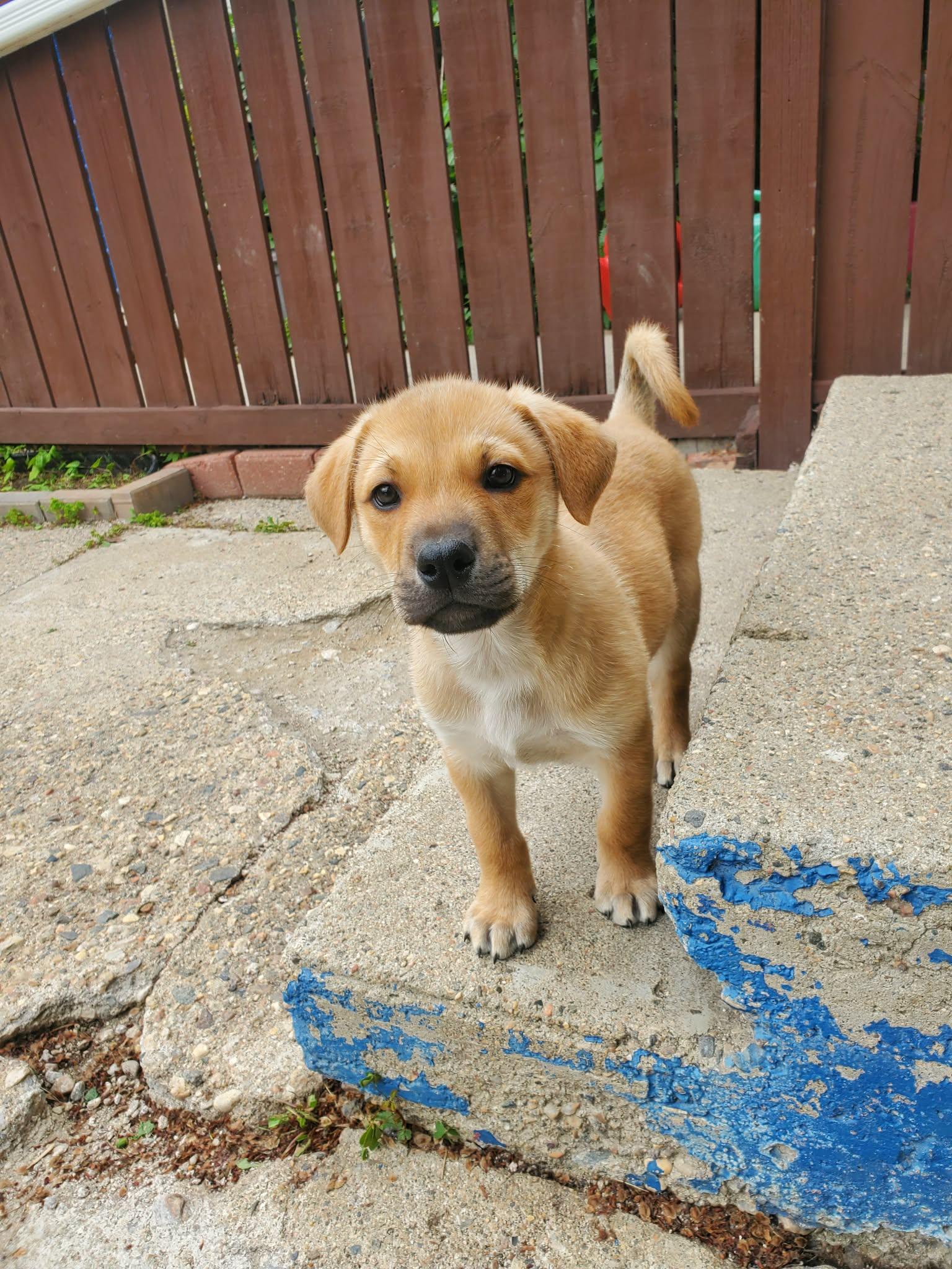 Fisher, ADOPTABLE, Puppy Male Mixed Breed.