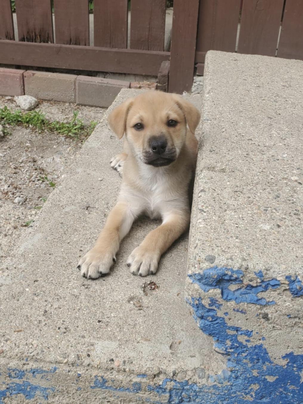 Enlarge Fisher, a ADOPTABLE mixed breed in Saskatoon, SK image 3/6